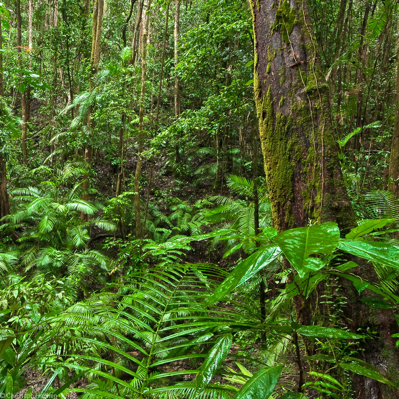 Vert 4: Daintree Rainforest, Queensland, AUS