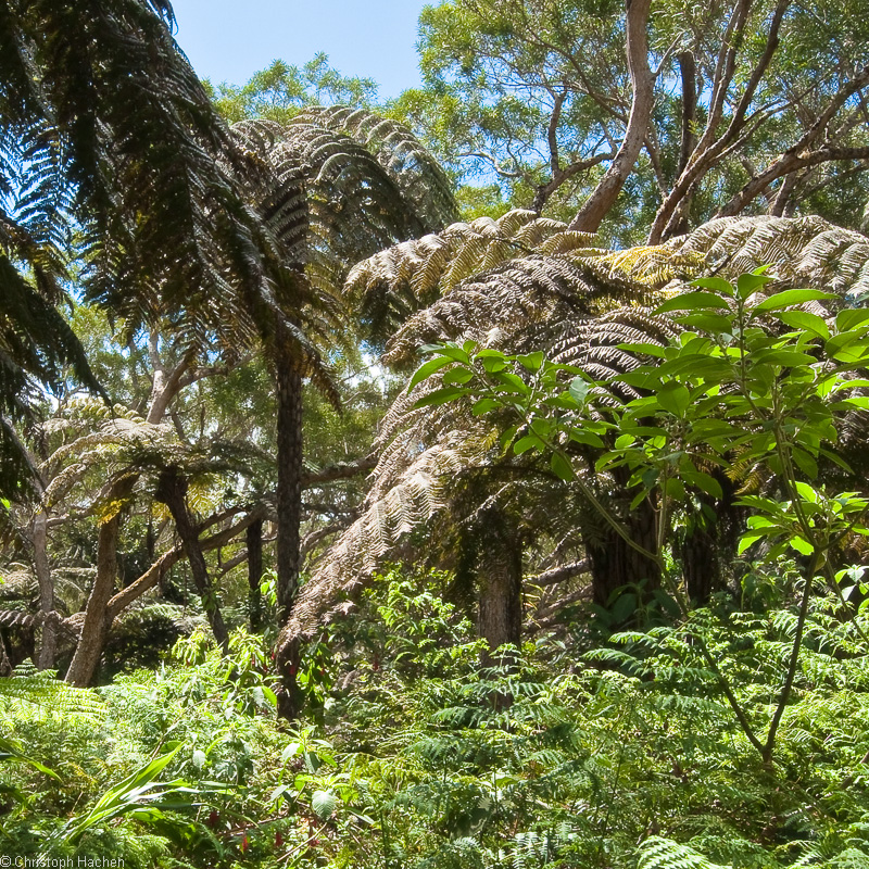 Vert 5:  Forêt de Bélouve, La Réunion, FR