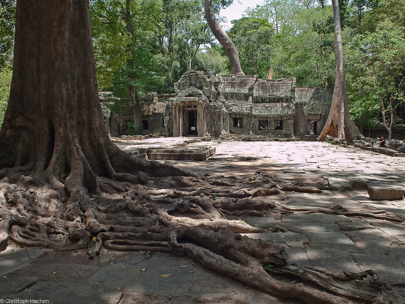 Cambodia - Ta Prohm