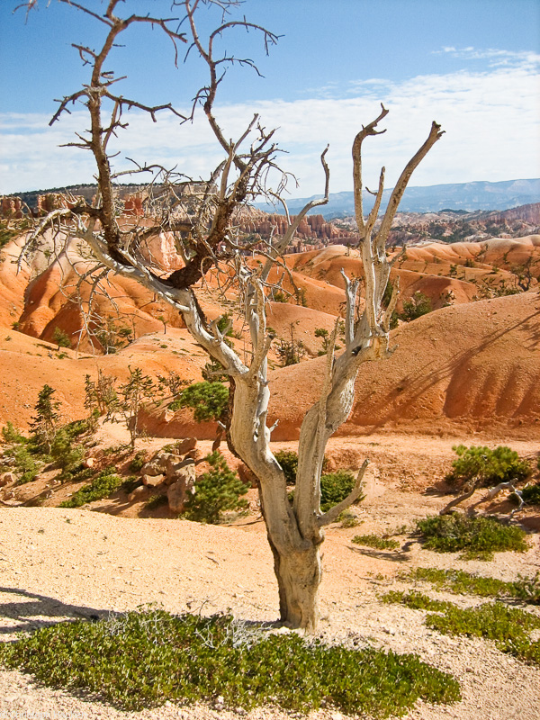Southwest US 1 - Utah - Bryce Canyon