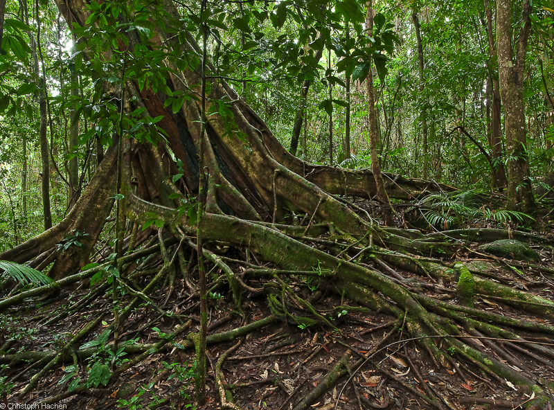 Australia - Cairns - Daintree Rainforest