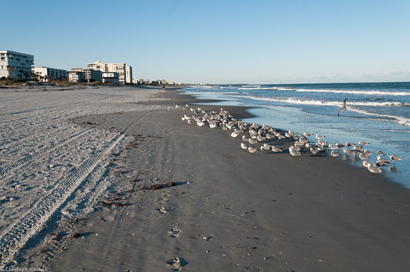 Florida & New Orleans - Cocoa Beach