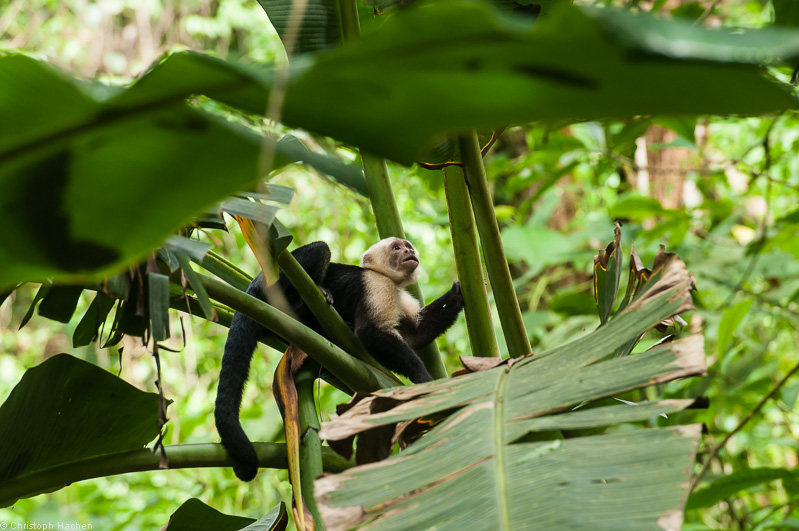Costa Rica - Parque Nacional Corcovado