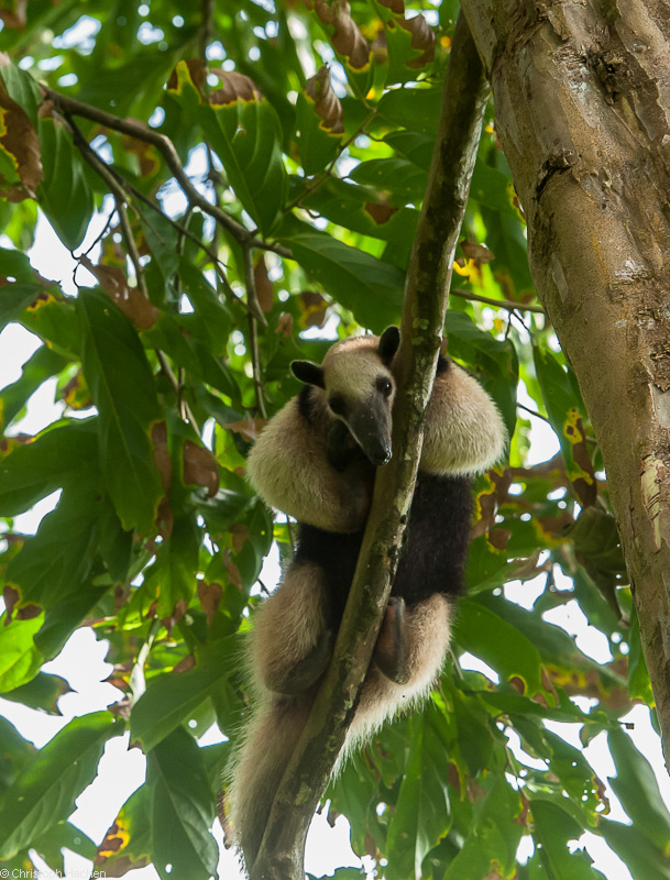 Costa Rica - Parque Nacional Corcovado