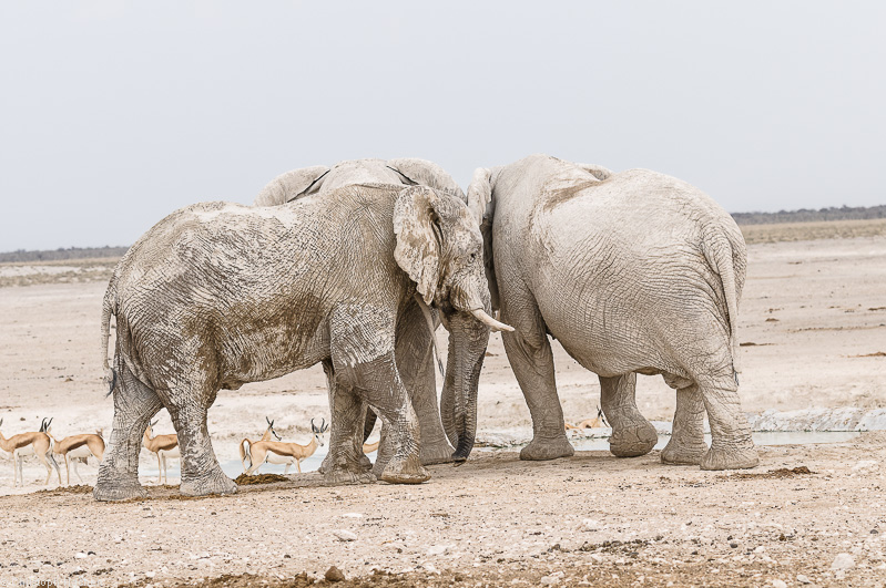 Namibia - Etosha