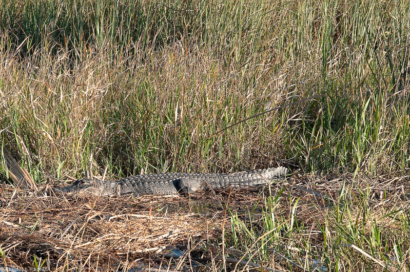Everglades, Florida, USA
