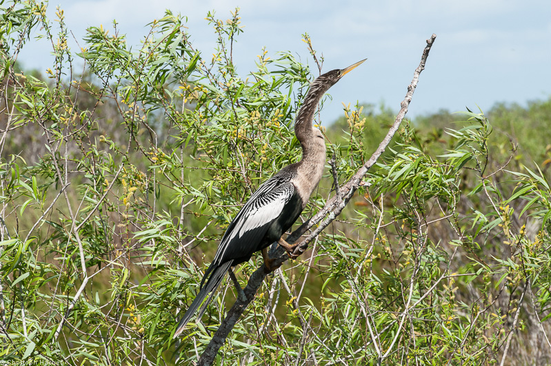 Everglades, Florida, USA
