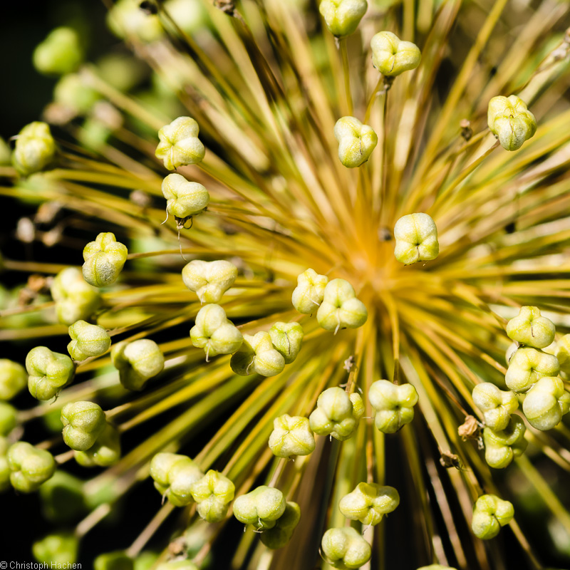 Fleurs #1 2: Pully, CH
