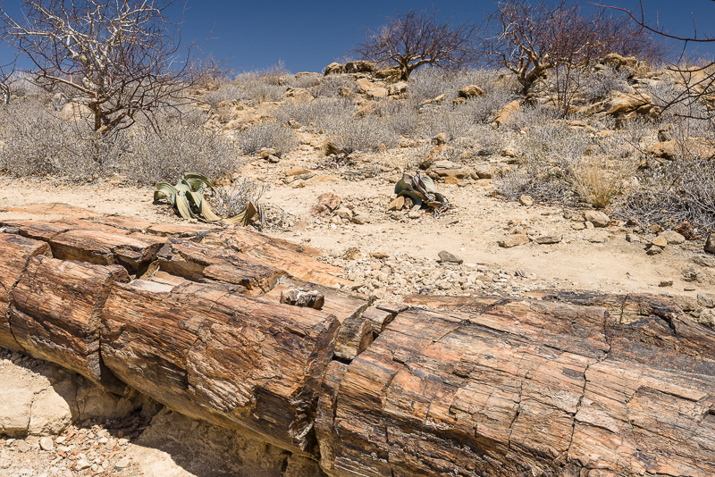 Namibia - Damaraland - Petrified Forest