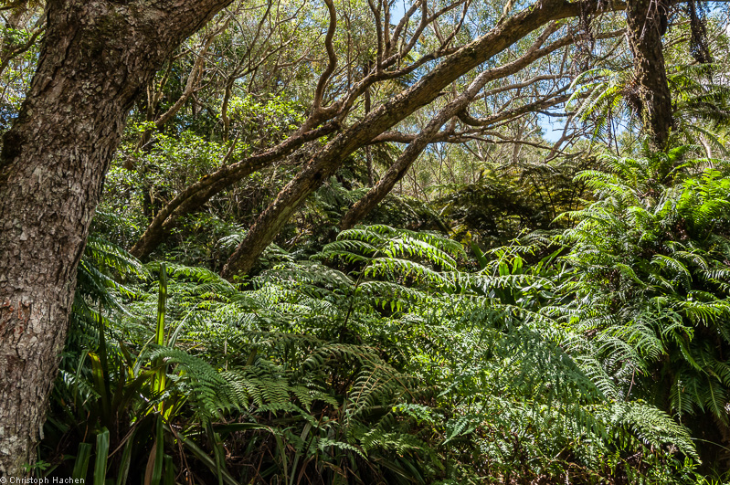 La Réunion(FR) - Fôret de Bélouve