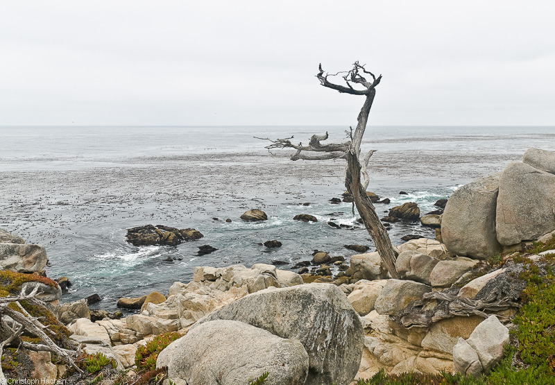 Southwest US 1 - California - 17 Miles Drive