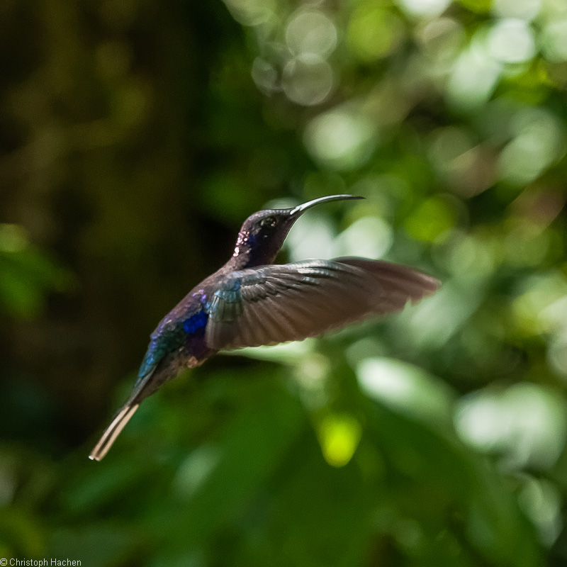 Costa Rica - Monteverde