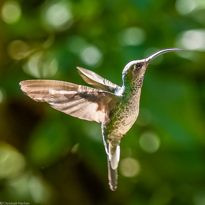 Costa Rica - Monteverde