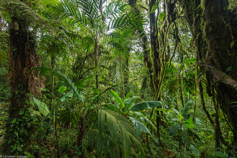 Costa Rica - Monteverde