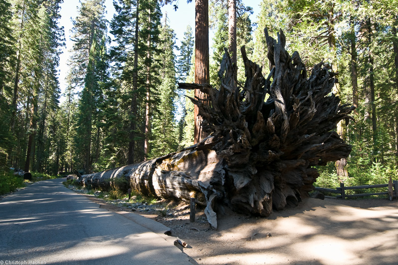 Southwest US 1 - California - Yosemite