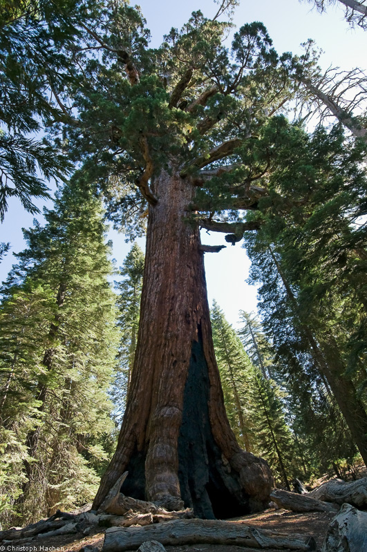 Southwest US 1 - California - Yosemite